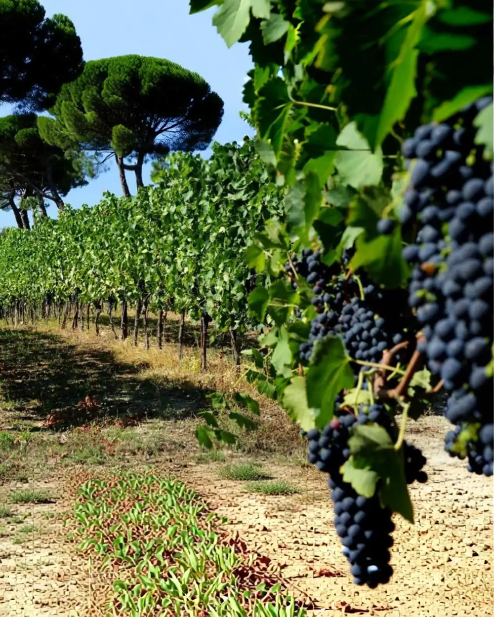 Filari e grappoli tra i pini della tenuta di Villa Ottolenghi, Acqui Terme